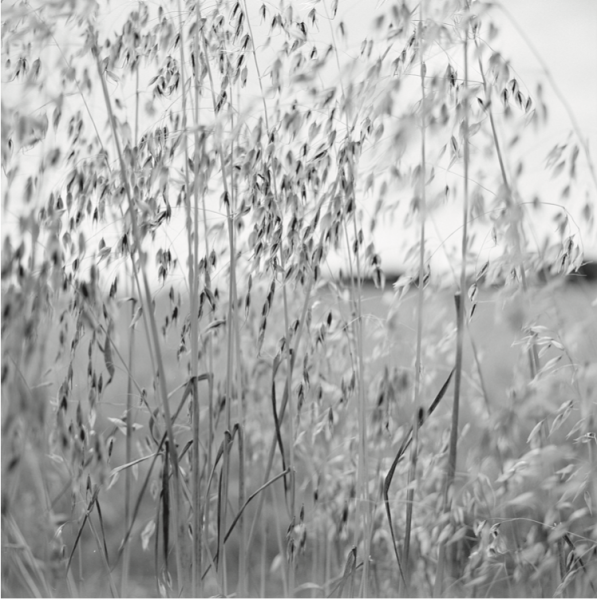 Herbes, Festival Sème ta Graine